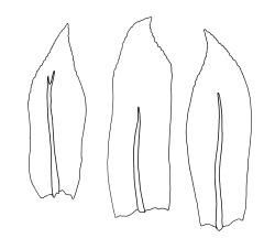 Physcomitridium readeri, three leaves. Drawn from J.K. Bartlett s.n., 19 Mar. 1980, CHR 449103.
 Image: R.C. Wagstaff © Landcare Research 2019 CC BY 3.0 NZ